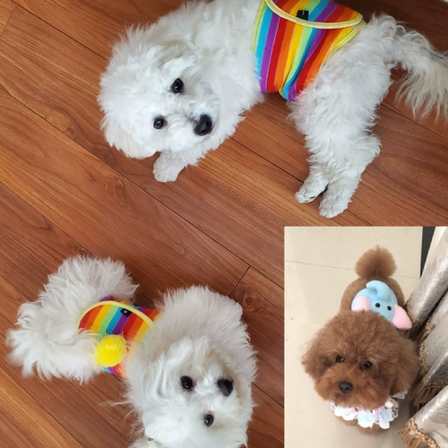 Гонг собаки физиологические штаны, вежливые для санитарных брюк, и дирис Тедди Петт -Петтеджнат, чтобы защитить живот, чтобы защитить живот