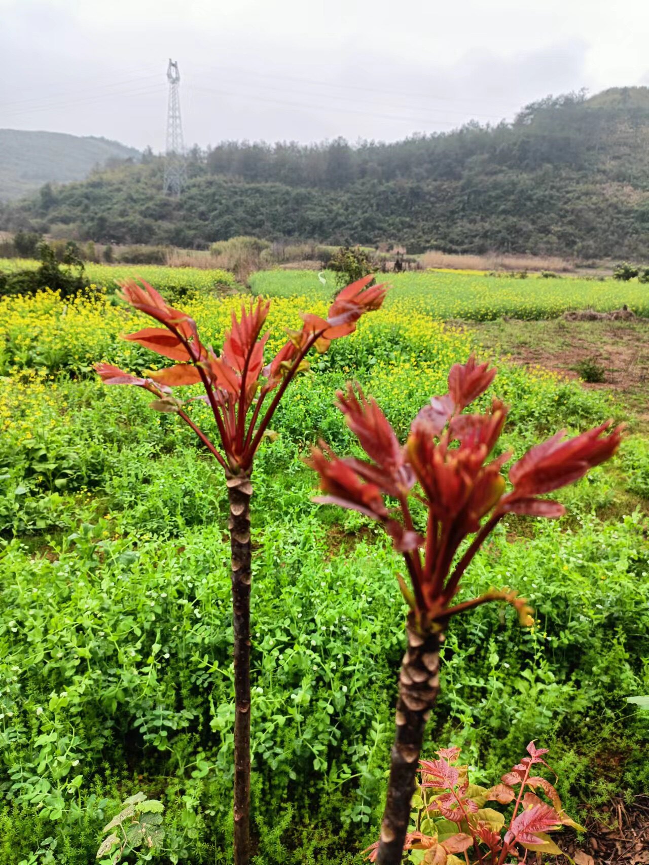 阿琪哥山货店
