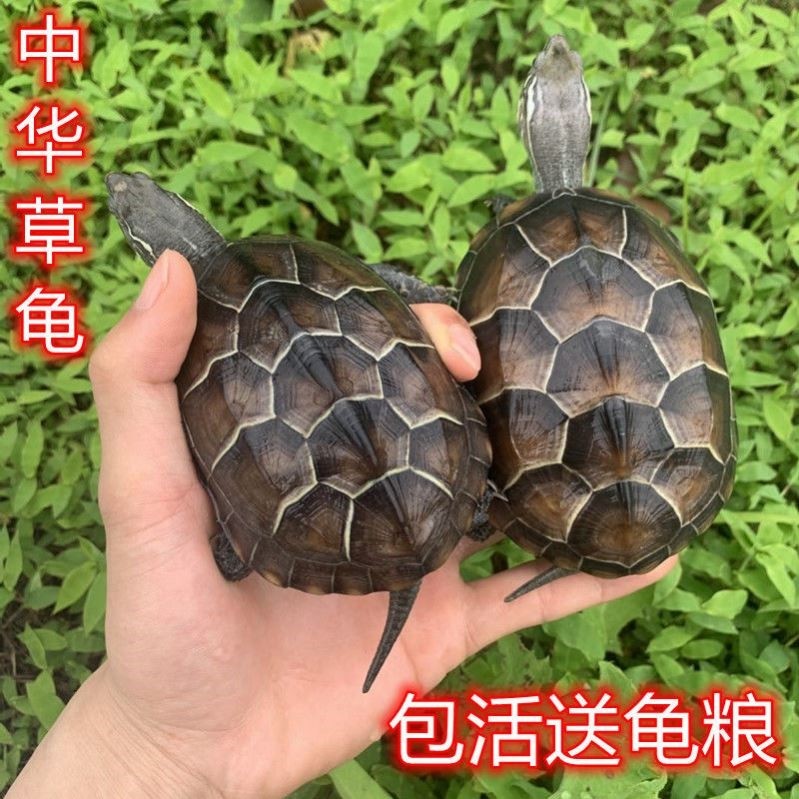 中华草龟：长寿观赏龟的秘密武器？-龟/鳖-淘宝好物网