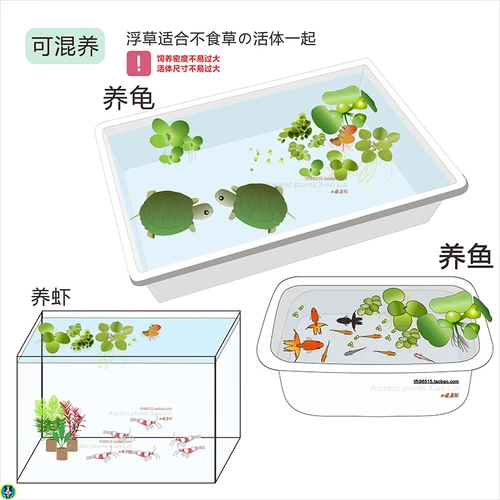 Популярный пресноводный аквариум для утки на вода