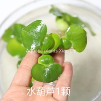 1 растение водной тыквы плавающей травы (случайный размер)
