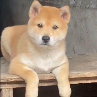 Big yellow dog puppy live dog guarding house