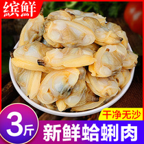 Clam meat fresh flower clam meat yellow clam meat flower shell meat fresh flower snail conch seafood non-dry goods ready-to-eat