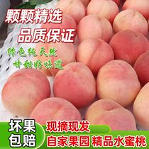 5 pounds of fresh peaches ready-made peaches sweet peaches seasonal flat peaches in-season hairy peaches crisp peaches ready-to-pick and quick-release