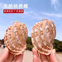Large star fruit snail 6-10cm natural shell conch Aquarius mascot ocean snail collection specimen snail