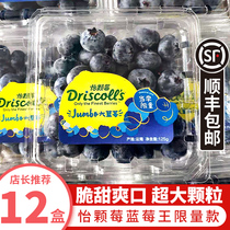 Yunnan Yi Berry Blueberry King 4 boxes seasonal limited edition Driscolls big blueberry fresh fruit 12 sachets SF