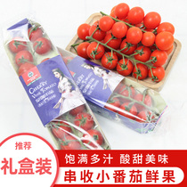 Fresh skewers harvest small tomatoes Fresh candy small cherry cherry cherry tomato pregnant woman fruit SF