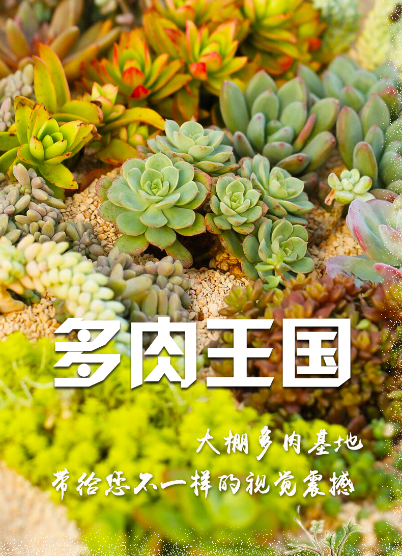 Cây mọng nước phủ bụi bàn chải cây xanh hoa làm sạch bàn chải mềm bàn chải làm vườn cung cấp dụng cụ thịt bàn chải nhỏ - Nguồn cung cấp vườn thùng trồng rau thông minh