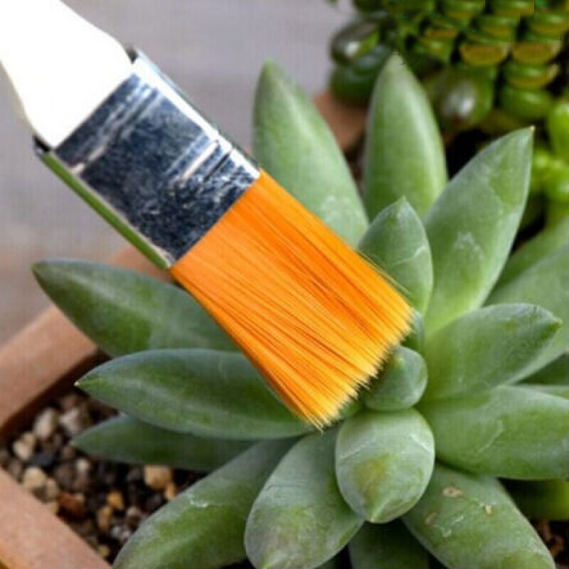 Cây mọng nước phủ bụi bàn chải cây xanh hoa làm sạch bàn chải mềm bàn chải làm vườn cung cấp dụng cụ thịt bàn chải nhỏ - Nguồn cung cấp vườn thùng trồng rau thông minh
