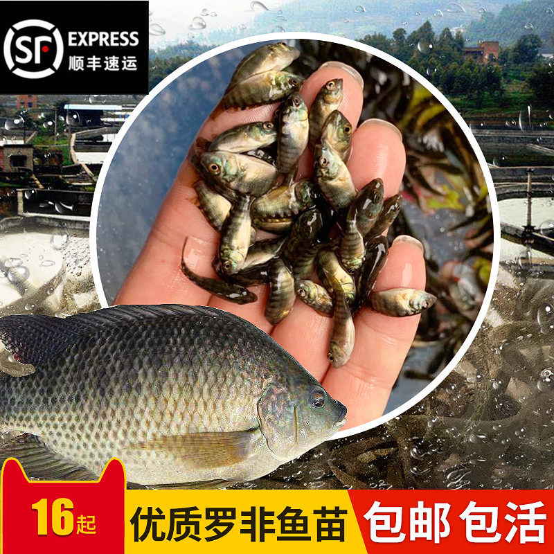 Ropia Fry Mega Breezy New Gifu Full Male Living Freshwater Bacon Edible Monocysexual Fish Fry African Crucian Fry