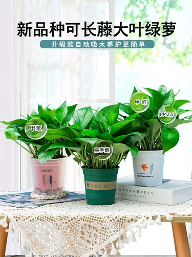 Зеленый горшечный горшок посаженный формальдегид очищающий воздух в крытый офис гидропонный цветочный цвет зеленый растение Новое домохозяйство.