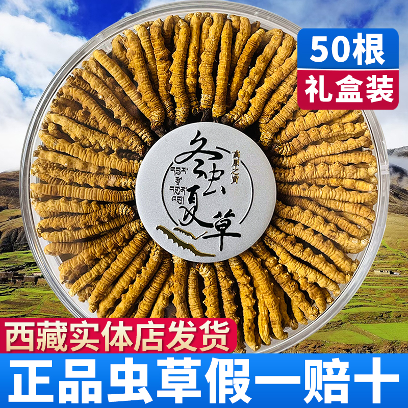 Caterpillar Fungus Head Period Fresh Caterpillar Fungus Dry Goods Winter Caterpillar Fungus Tea 10 gr 50 Courtesy Boxed Official Flagship Store