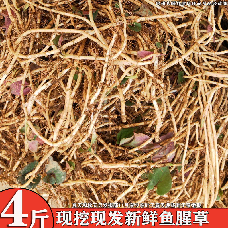 Fa 4 pounds now digging Guizhou farmhouse now digging tender roots Sichuan houttuynia fresh wild knot roots cold mix folded ear roots