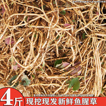 4 pounds are digging Guizhou farmers now dig the sour - sichuan fish grass fresh wild festival root and folding ear root
