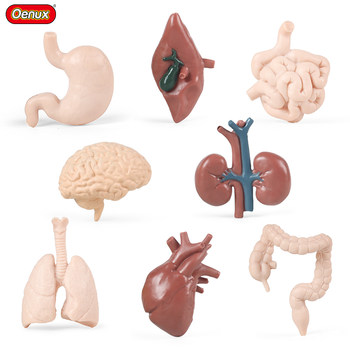 Human Internal Organs Model, Heart Liver, Spleen, Lungs, Kidneys, Brain, Stomach Intestines, Internal Organs, Early Childhood Education Popular Science Organ Cognitive Toys