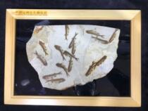 Boutique Liao Xi Ancient Biota Fish Fossil Solid Wood Framed Framed Wolf Fin Fish Fossil Plant Fossil Insect Fossils
