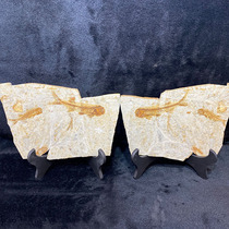 Liaoxi Chaoyang boutique folio wolf fin fish fossils All true unadorned original board Home decoration office collection