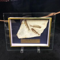 Boutique Liaoxi paleontology wolf fin fish fossils Single fish Multi-fish frame framed with gift box gift decoration