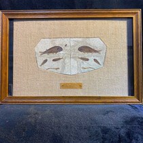 Liao Xigu Bio-Yixian County boutique open to fossilized insect fossils of large wolf fin fish fossils