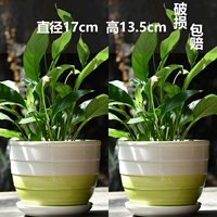 Две большие осенние и зимние линии V