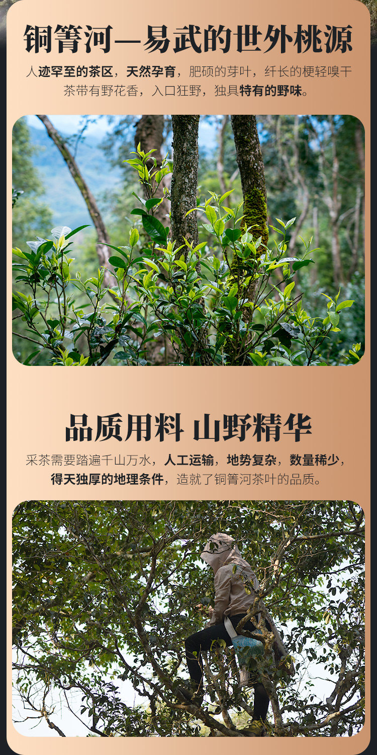 宝和祥 2020渐入佳境 易武茶区 普洱生茶 100g 双重优惠折后￥70.15包邮