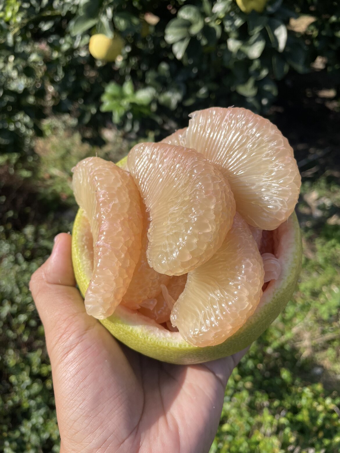 度尾文旦柚农场
