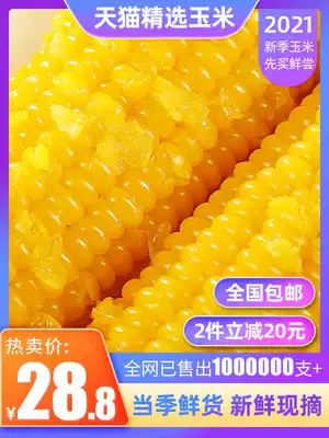 Looking for corn, fresh waxy corn, northeast sticky low-viscosity yellow waxy sweet corn cob vacuum 10 non-transfer meal fat