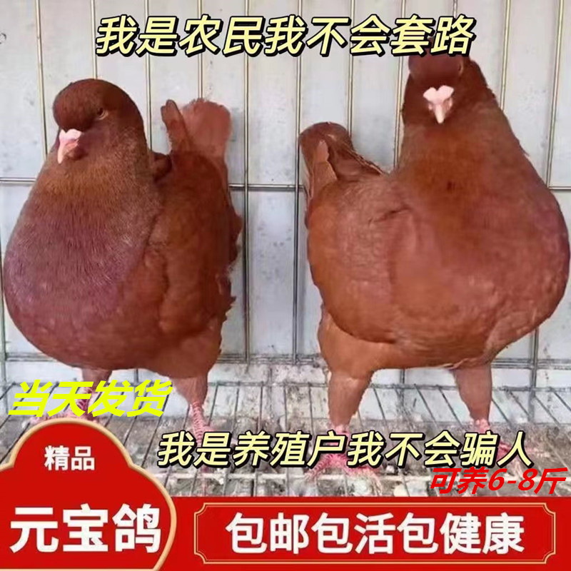 鴿子 20528477 VOE20528477 Speed Sensor - High Quality & Reliable