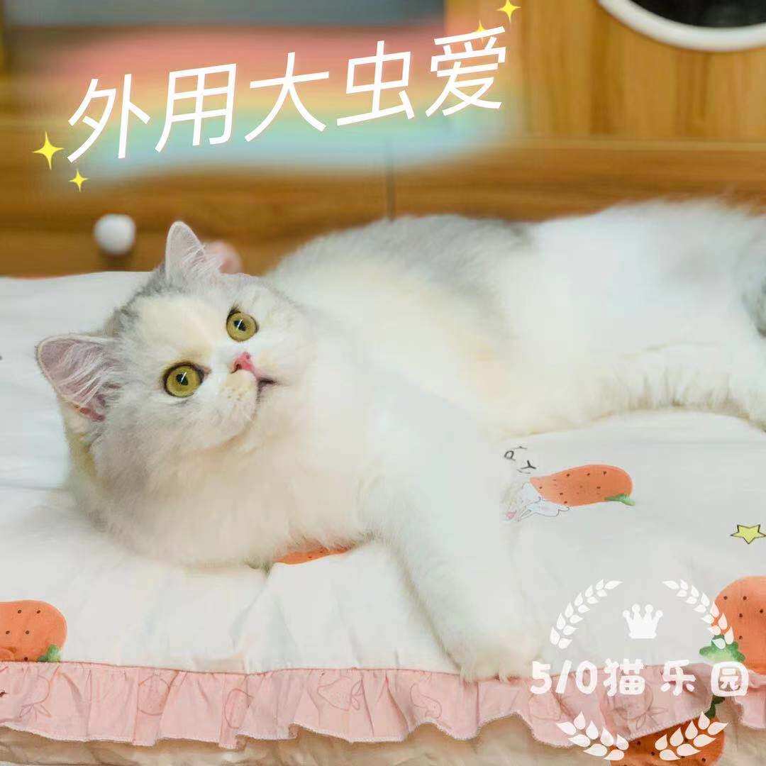 510 Cat Park (becomes) an external daily tapeworm to love exorcifera