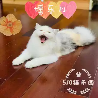 510 Cat Paradise Pet Cleaning Tooth Reduction of Dental Calculi Bole Dan 40g