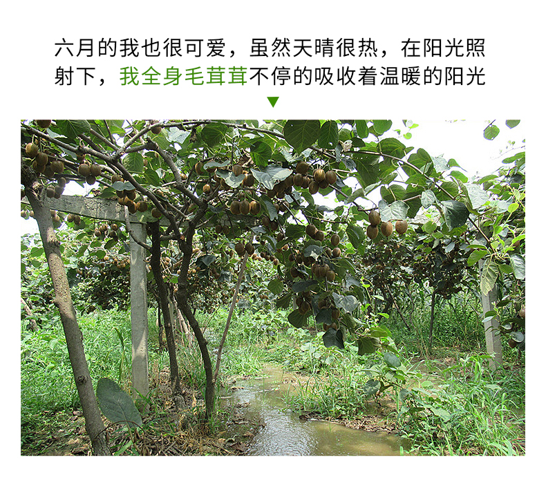 高档礼盒装 翠香 猕猴桃24枚 图1