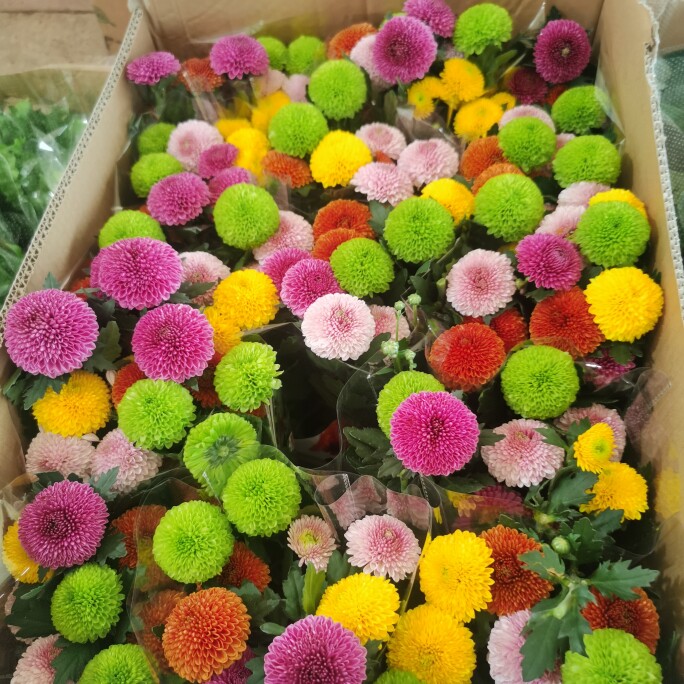 森绿达花卉小店的LOGO