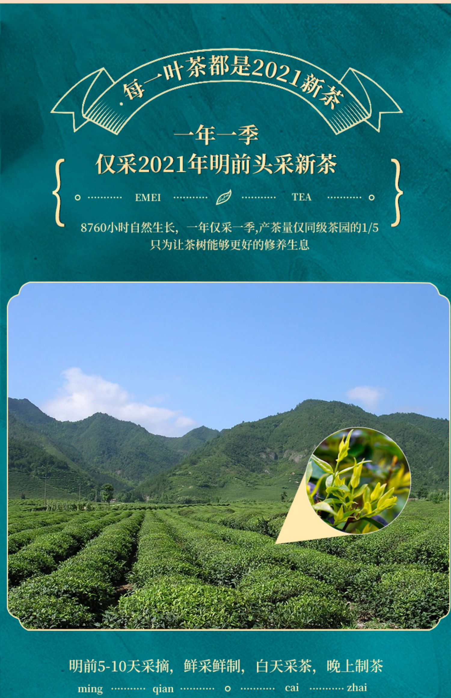 山水峨眉苦丁茶正品特级2021新茶