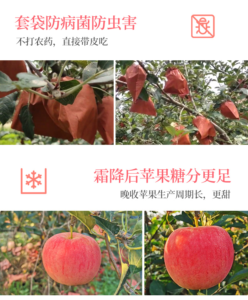 山东烟台 红富士苹果 净重5斤 单果75-80mm 图6