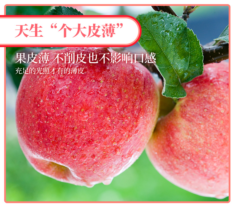 山东烟台 红富士苹果 净重5斤 单果75-80mm 图5