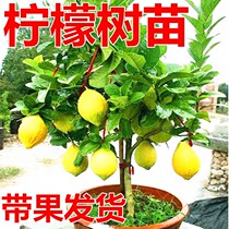 Perfume lemon tree pot results Four Seasons fruit South seed edible size fruit tree bonsai Belt fruit