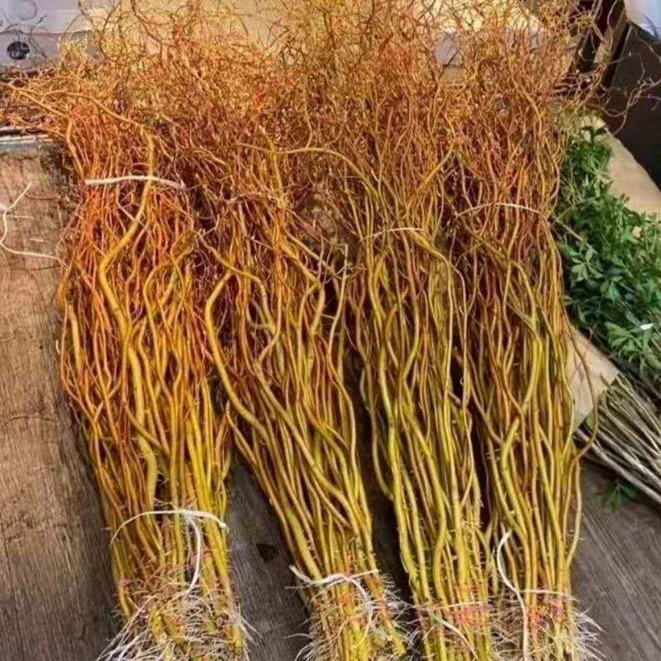 ゴールデンドラゴンウィロー：ゴールデンドラゴンウィローの切り枝の水耕栽培は、アセビ（Pieris japonica）よりも緑葉植物の栽培が容易で、水に浸すと容易に発根します。