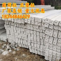 Orchard fence column Cement column Grape column Kiwi column Trichosanthes column Vegetable rack Greenhouse pile guardrail row bar