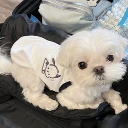 New Pacha Dog Pet Summer Vest Teddy Bichon Small Dog Sling Shirt Cat Spring and Summer Clothing Dog Clothes
