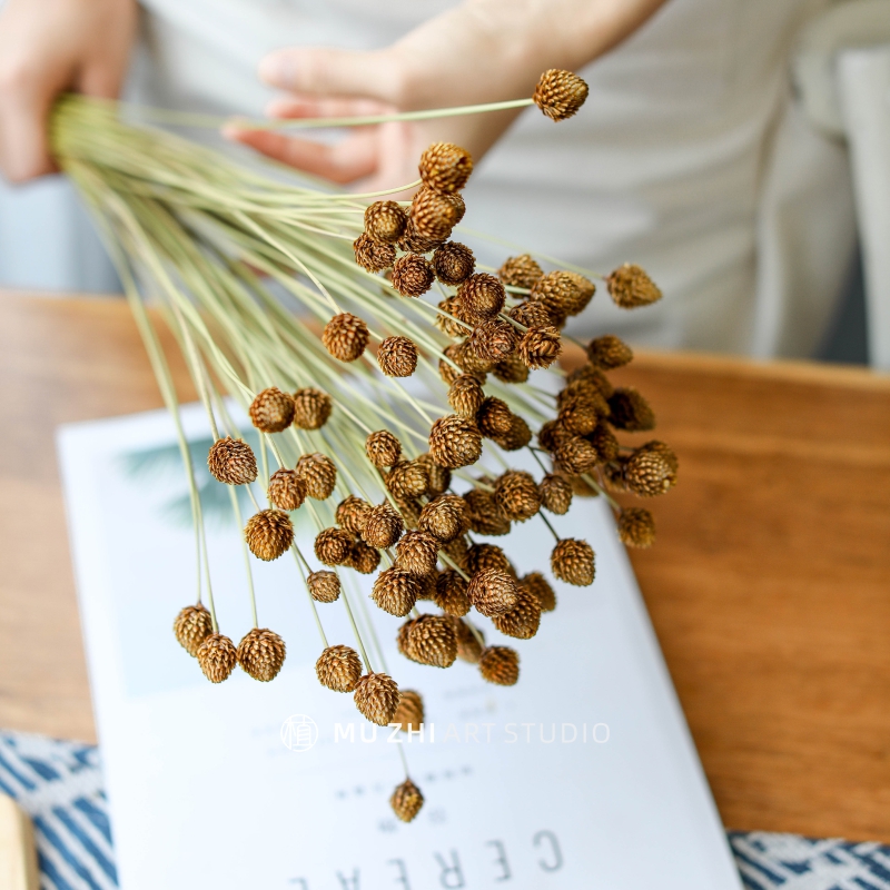 Brazilian pine ball flower imported dried flower real flower Japanese-style decoration store layout model room decoration decoration immortal flower material