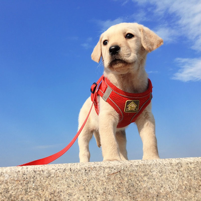 Dog traction rope puppy small dog Bichon Pomeranian chest holding baby bag vest puppies walking dog rope dog chain Teddy