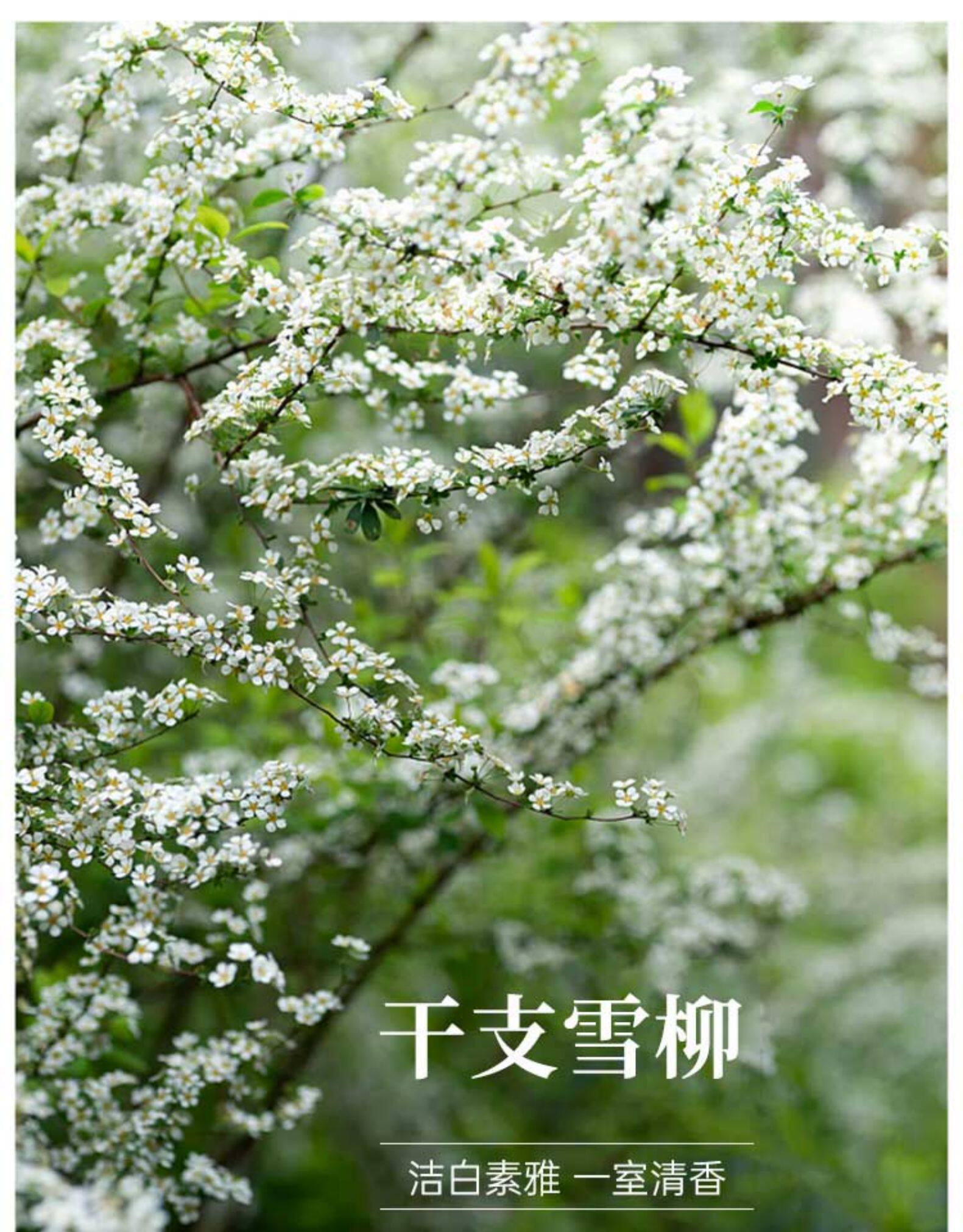 丹丹家 雪柳干枝遇水开花12枝 天猫优惠券折后￥5.9包邮（￥9.9-4）送营养液