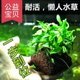 Украшение воды -Современная павлинская рыба вулканическая каменная вода