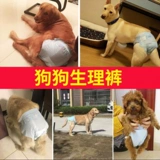 Лобрадор Дюйман Золотой Мао Супер выделенный большой собачий фильм тетя щенки мужской щенки