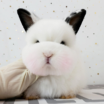 Pet rabbit living mini bunny baby small dwarf not big net red long hair cat cat rabbit lop-eared rabbit living thing
