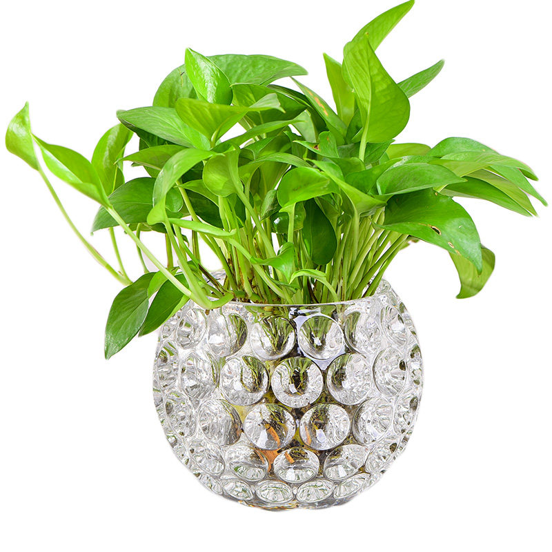 Hydroponic creative personality glass flowerpot hydroponic plant glass bottle transparent container desktop gold ge multifunctional vase