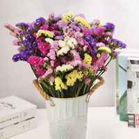 6 цвет, забудь меня 2 фунта