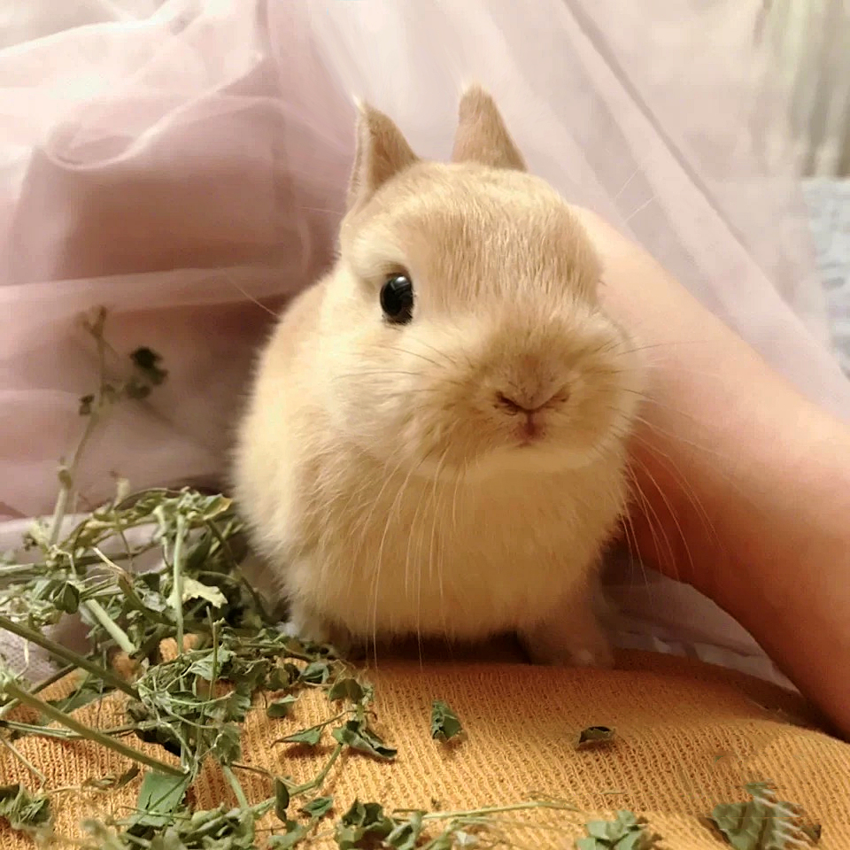 Pet rabbit live pure bi-blood fawn yellow dwarf grows not cute mini small teacup rabbit live animal