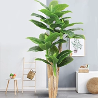 2,1 метра из четырех -бананового дерева бассейна (без горшка)