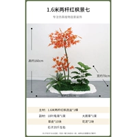 1,6 метра двух снимков красного клена.